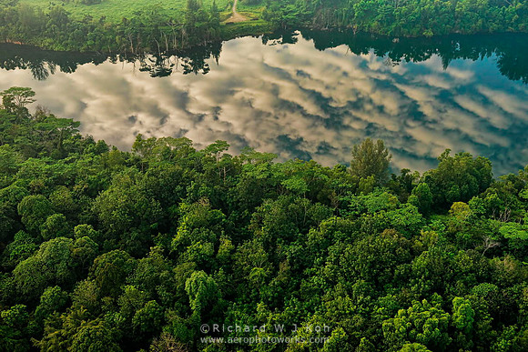 Floating Forest