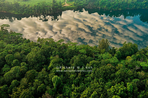Floating Forest